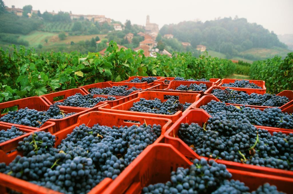 Marchesi Alfieri * San Martino Alfieri